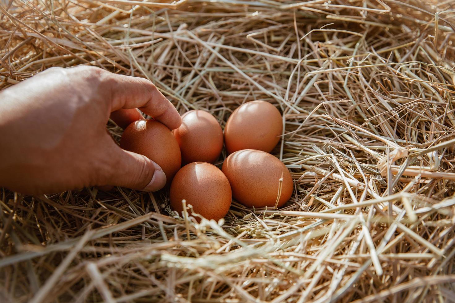 la main tient l'œuf dans la main collectée à la ferme. photo