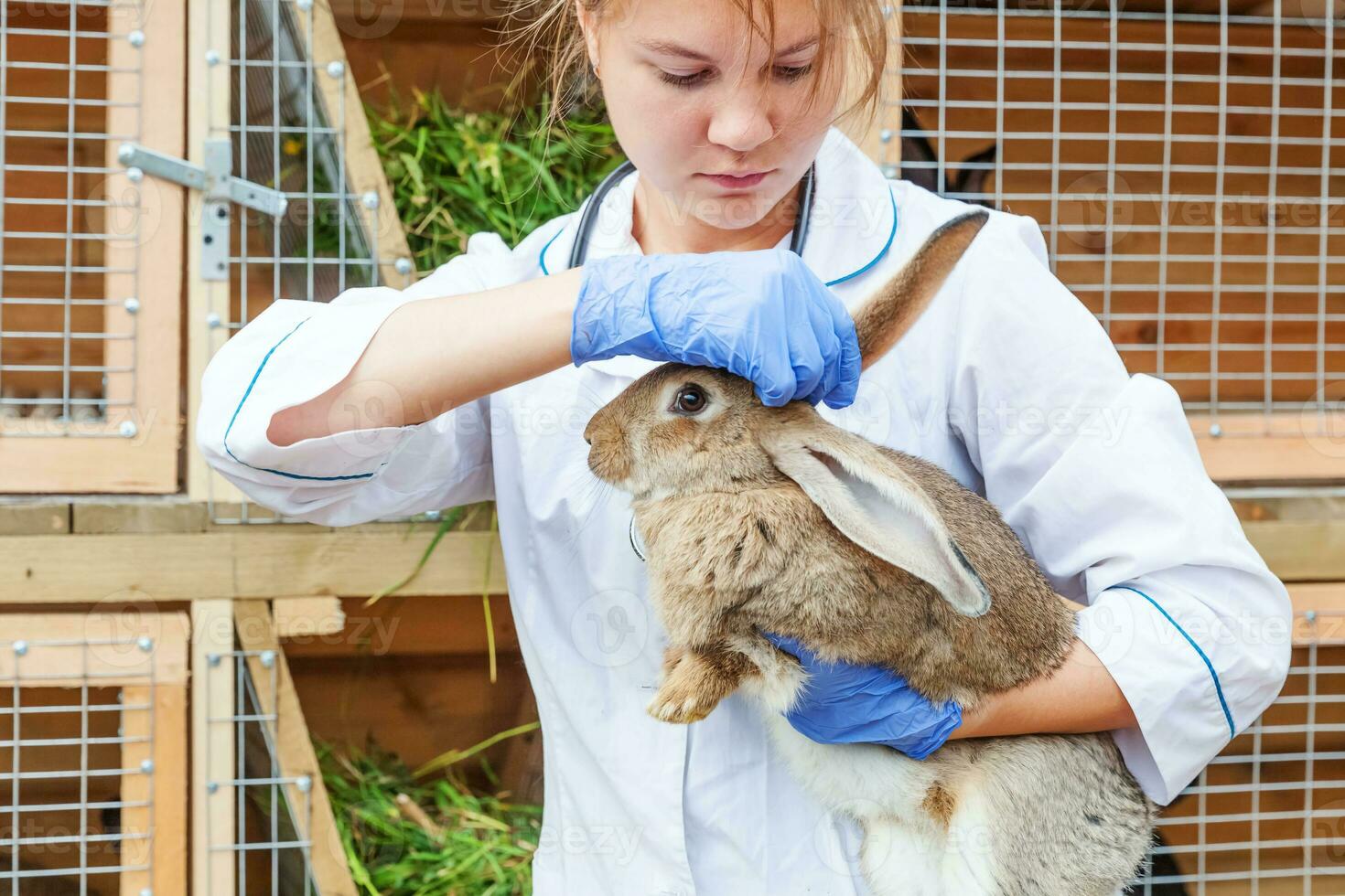 heureuse jeune femme vétérinaire avec stéthoscope tenant et examinant le lapin sur fond de ranch. lapin dans les mains du vétérinaire pour un contrôle dans une ferme écologique naturelle. concept de soin des animaux et d'agriculture écologique. photo