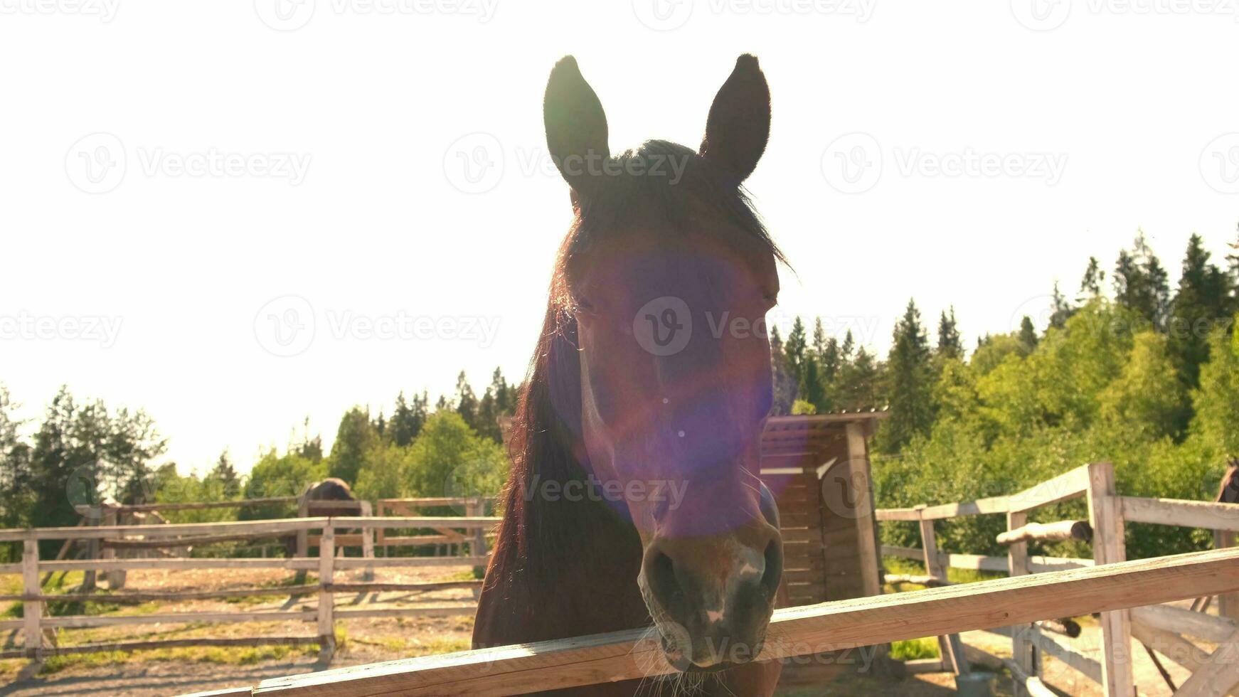 hippodrome concept. moderne animal bétail. marron cheval étalons dans stalle relaxant dans formation corral, ferme campagne Contexte. cheval dans paddock corral Extérieur. cheval dans Naturel éco cultiver. photo