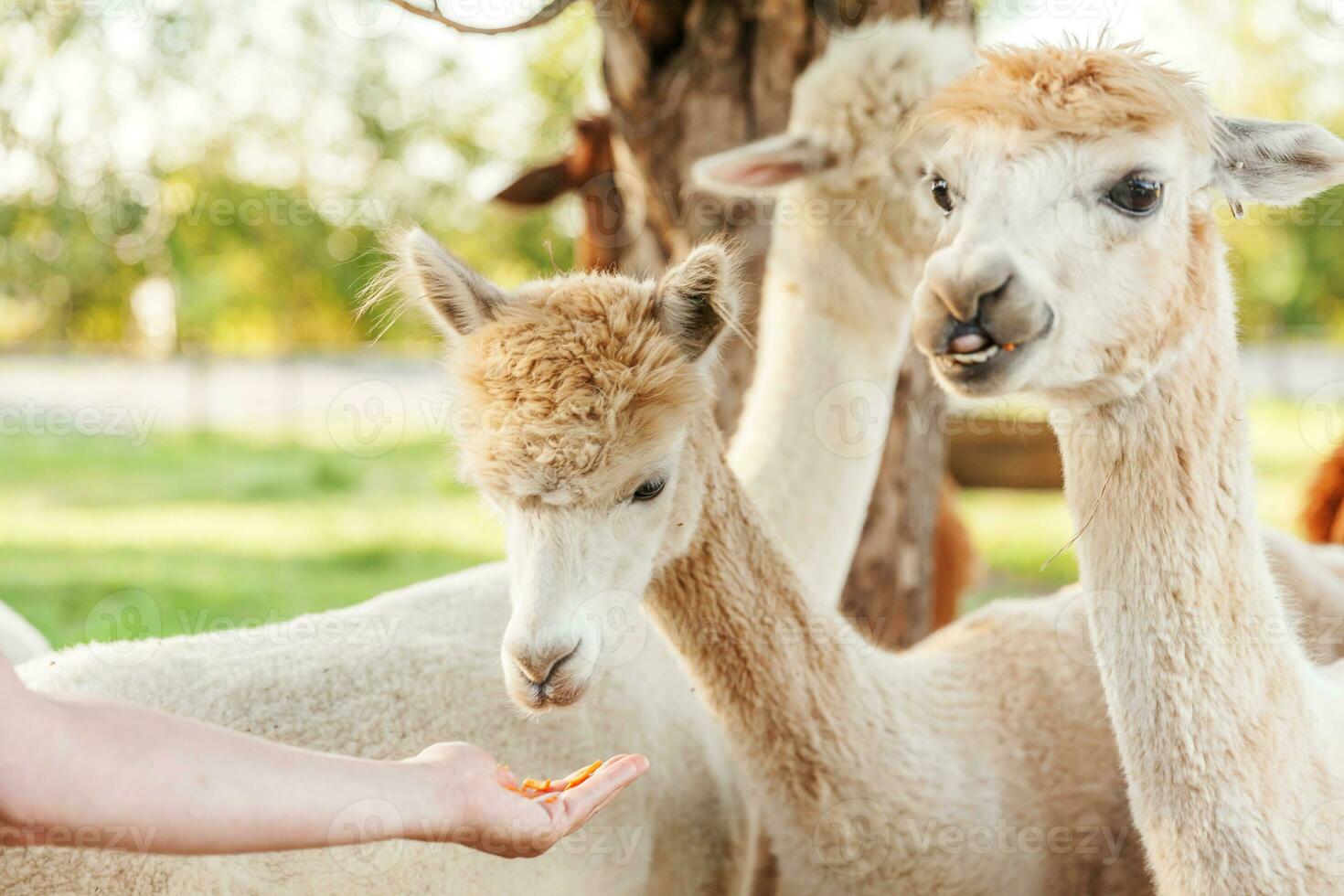 alpaga mignon avec drôle de visage relaxant sur le ranch en été. alpagas domestiques broutant dans les pâturages en arrière-plan naturel de la campagne écologique de la ferme. concept de soins aux animaux et d'agriculture écologique photo