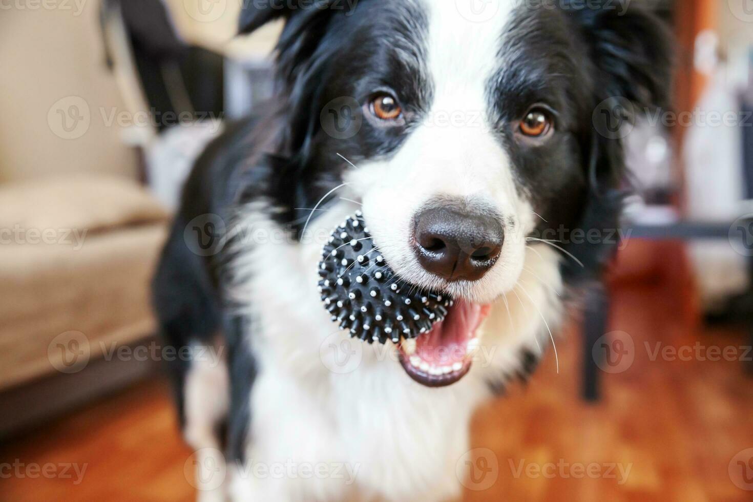 portrait amusant d'un mignon chiot souriant border collie tenant une balle de jouet dans la bouche. nouveau membre charmant de la famille petit chien à la maison jouant avec le propriétaire. concept de soins pour animaux de compagnie et d'animaux. photo