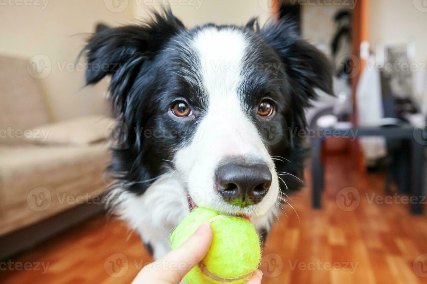 portrait amusant d'un mignon chiot souriant border collie tenant une balle de jouet dans la bouche. nouveau membre charmant de la famille petit chien à la maison jouant avec le propriétaire. concept de soins pour animaux de compagnie et d'animaux. photo