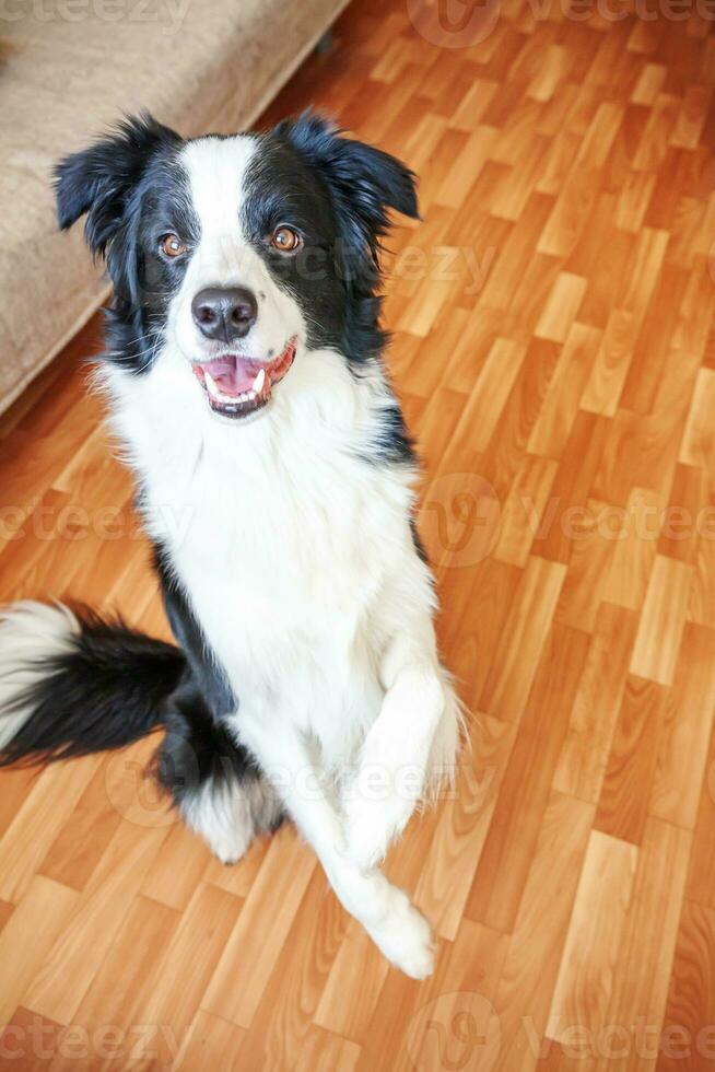 rester à la maison. portrait drôle de chiot souriant border collie assis sur le sol à l'intérieur. nouveau membre adorable de la famille petit chien à la maison regardant et attendant. soins aux animaux de compagnie et concept de quarantaine de la vie animale. photo