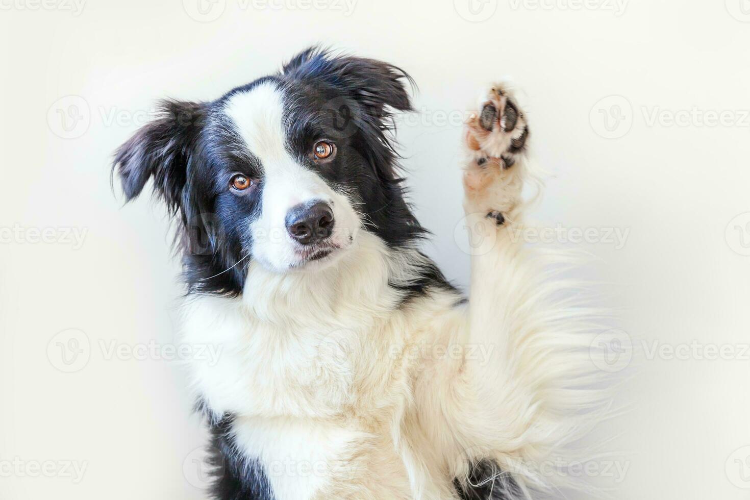 drôle de portrait en studio de mignon chiot souriant border collie isolé sur fond blanc. nouveau membre charmant de la famille petit chien regardant et attendant une récompense. concept de soins pour animaux de compagnie et d'animaux. photo