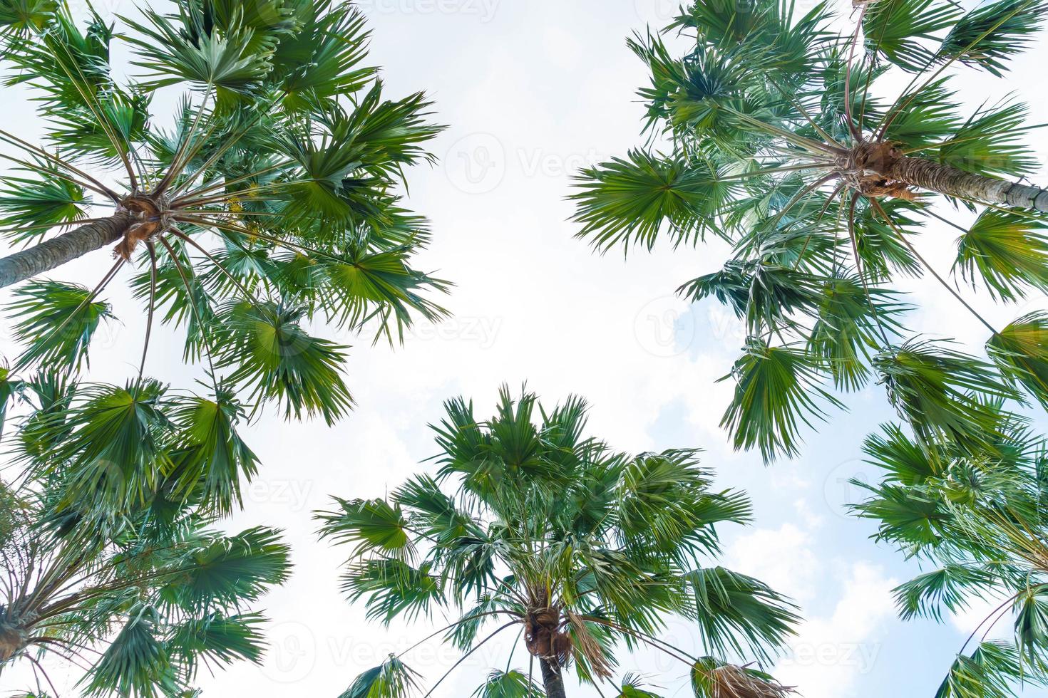 palmier sur fond de ciel - améliorez le style de traitement des couleurs photo