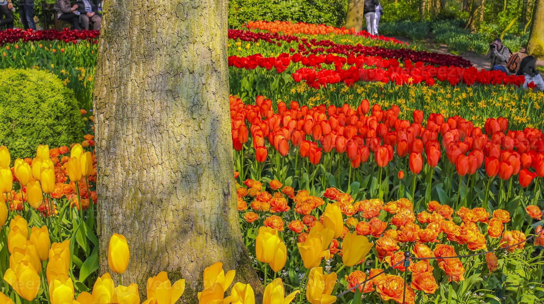 Tulipes colorées jonquilles dans le parc de Keukenhof lisse Hollande Pays-Bas. photo