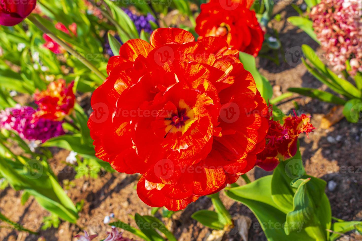 Tulipes colorées jonquilles dans le parc de Keukenhof lisse Hollande Pays-Bas. photo