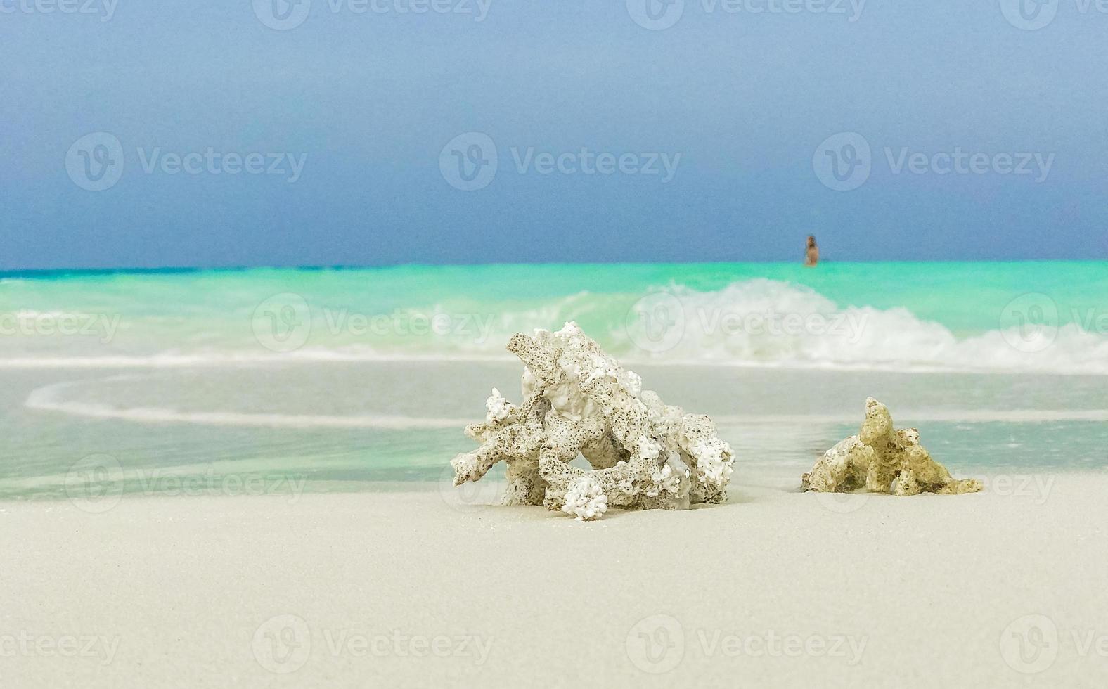 plage de sable blanc coraux et coquillages sur l'atoll de rasdhoo maldives. photo