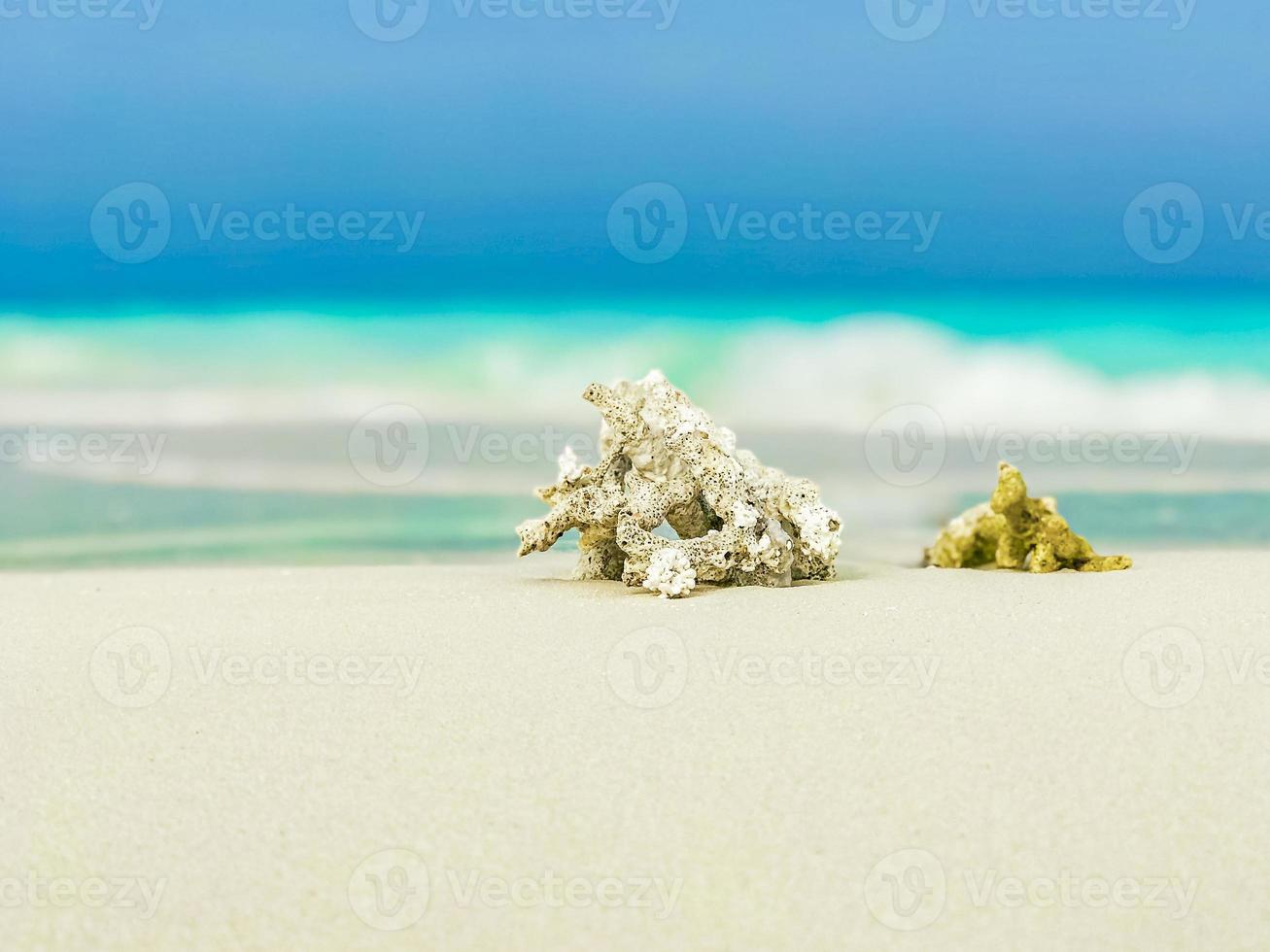 plage de sable blanc coraux et coquillages sur l'atoll de rasdhoo maldives. photo