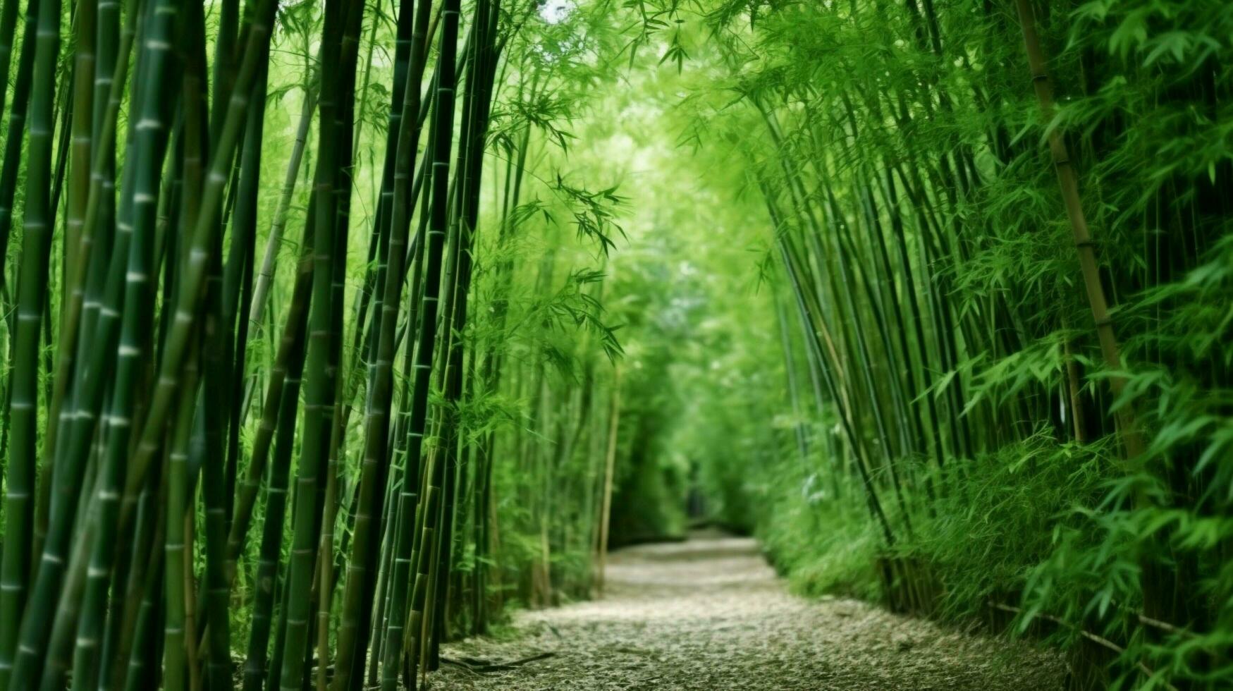 bambou est une plante cette est utilisé dans beaucoup façons photo