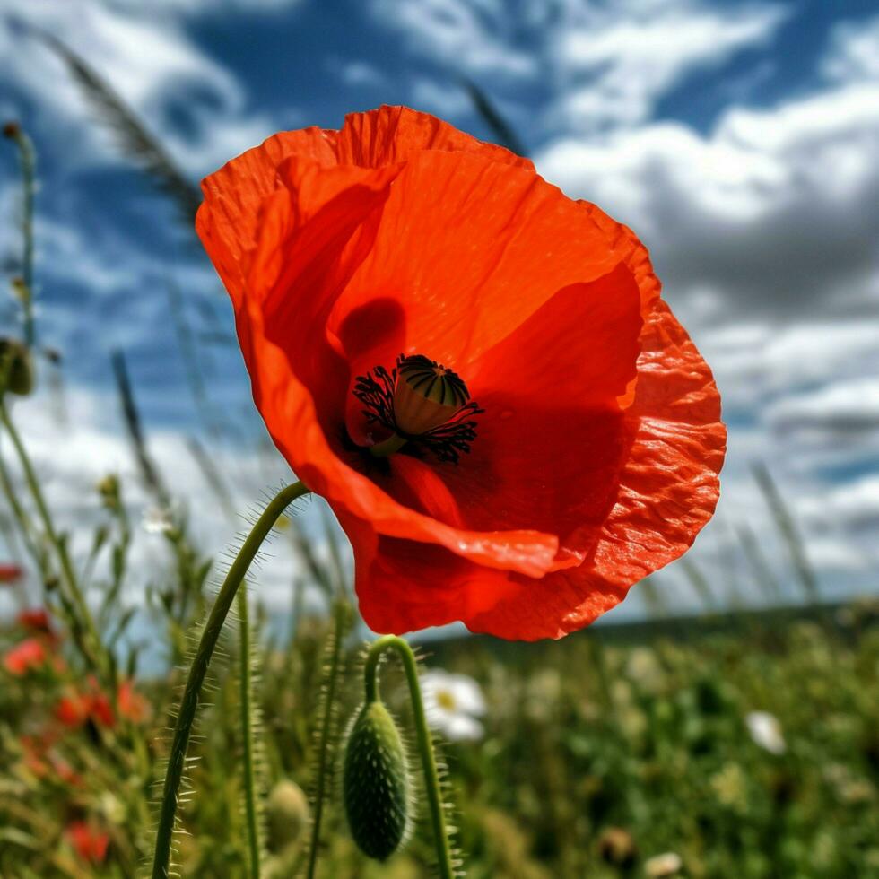 rouge coquelicot haute qualité 4k ultra HD hdr photo