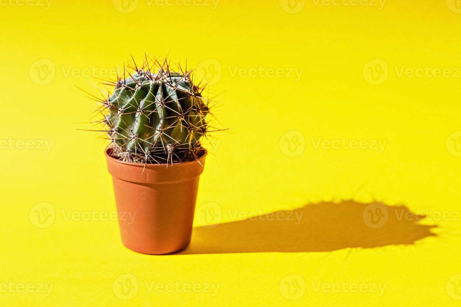 cactus dans un pot de fleurs sur fond jaune photo