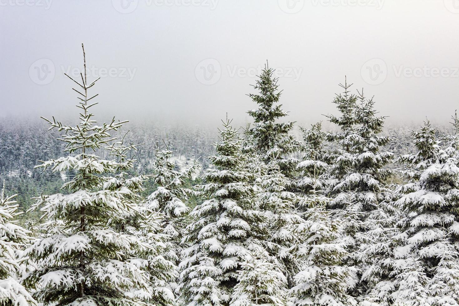 paysage forestier d'hiver dans la montagne brocken, harz, allemagne photo