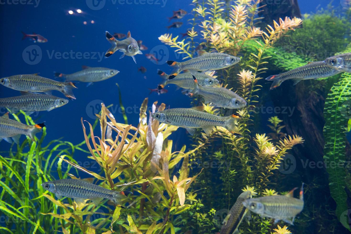 poissons dans l'aquarium photo