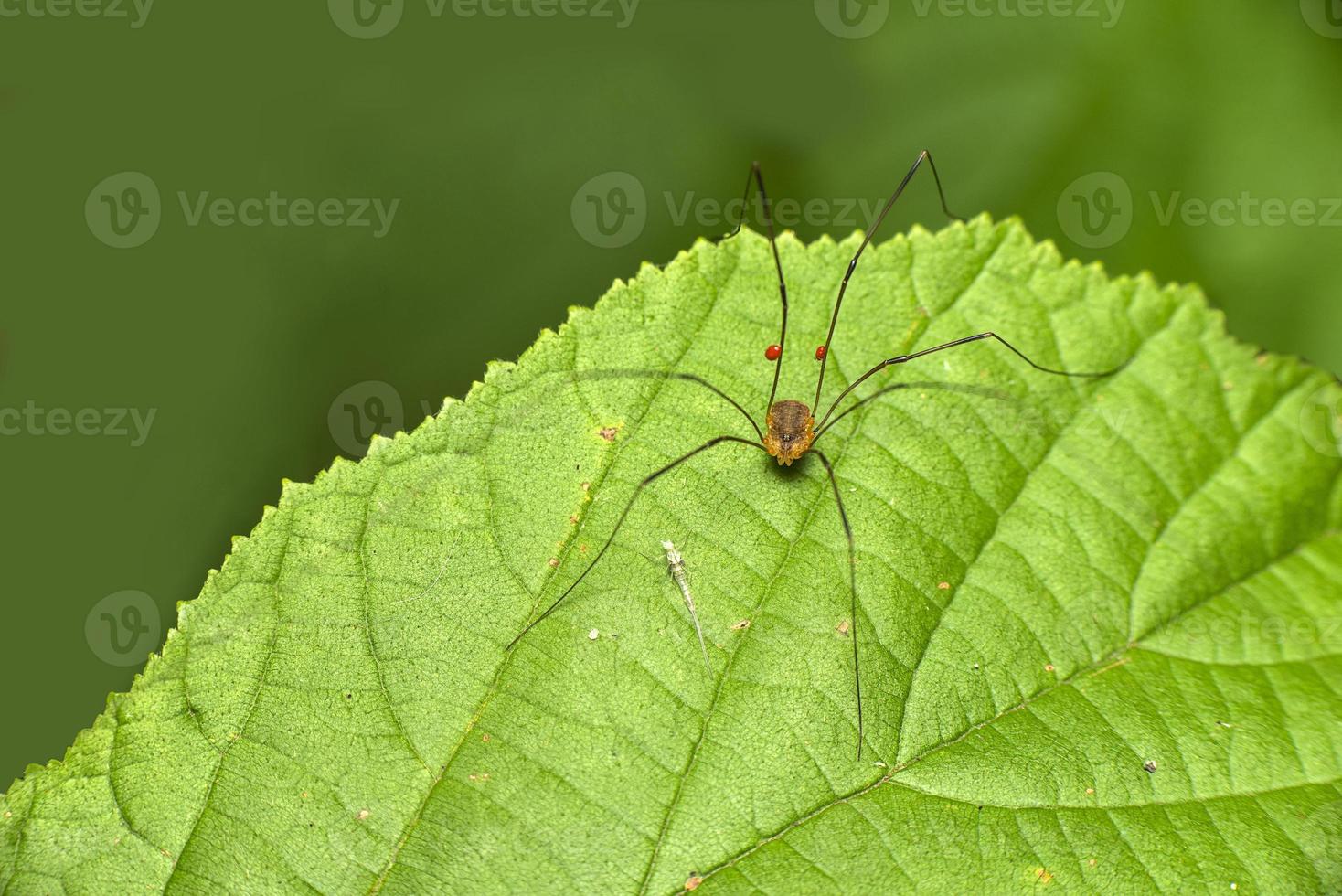 Darry longues jambes photo