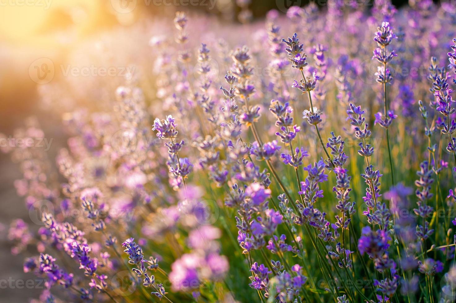 fleurs de lavande coucher de soleil sur un champ de lavande violet d'été photo