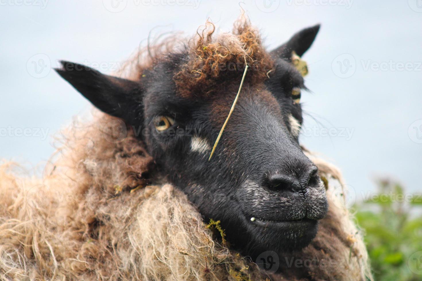 Portrait de moutons sur les îles Féroé photo