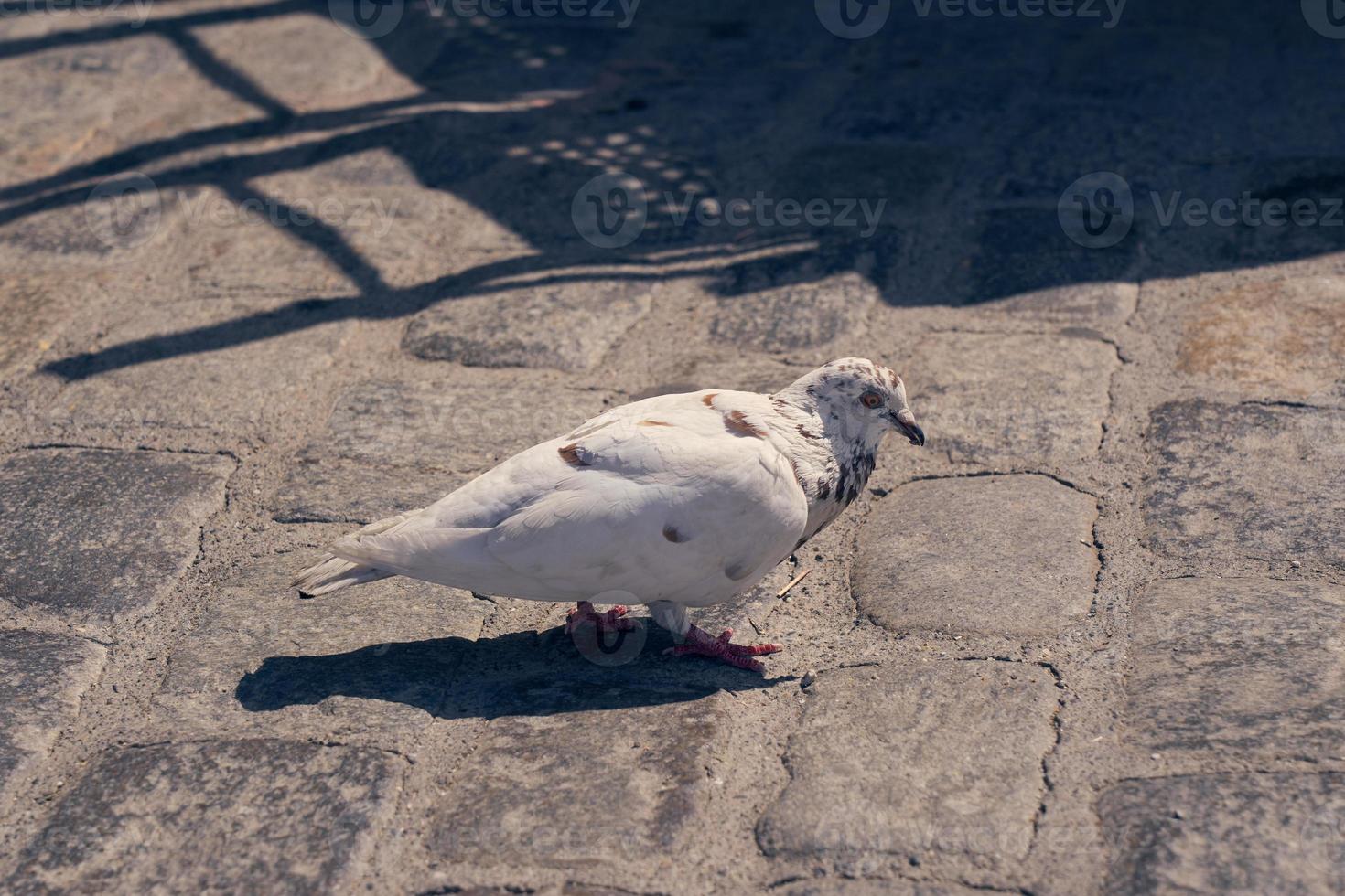 pigeon blanc dans la rue sous les rayons du soleil. photo