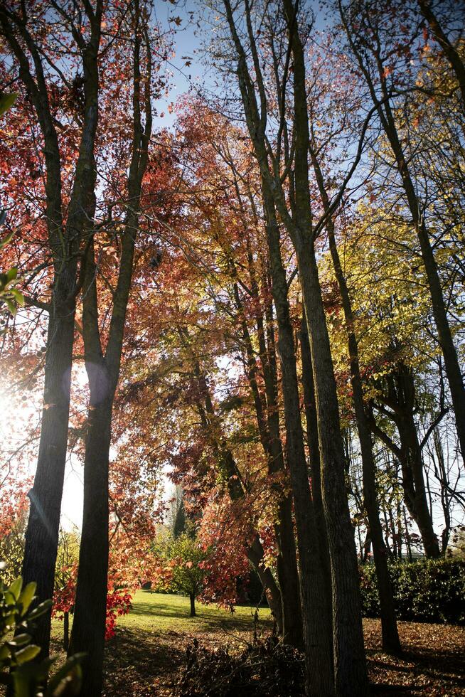 le couleurs de érable feuilles dans l'automne photo