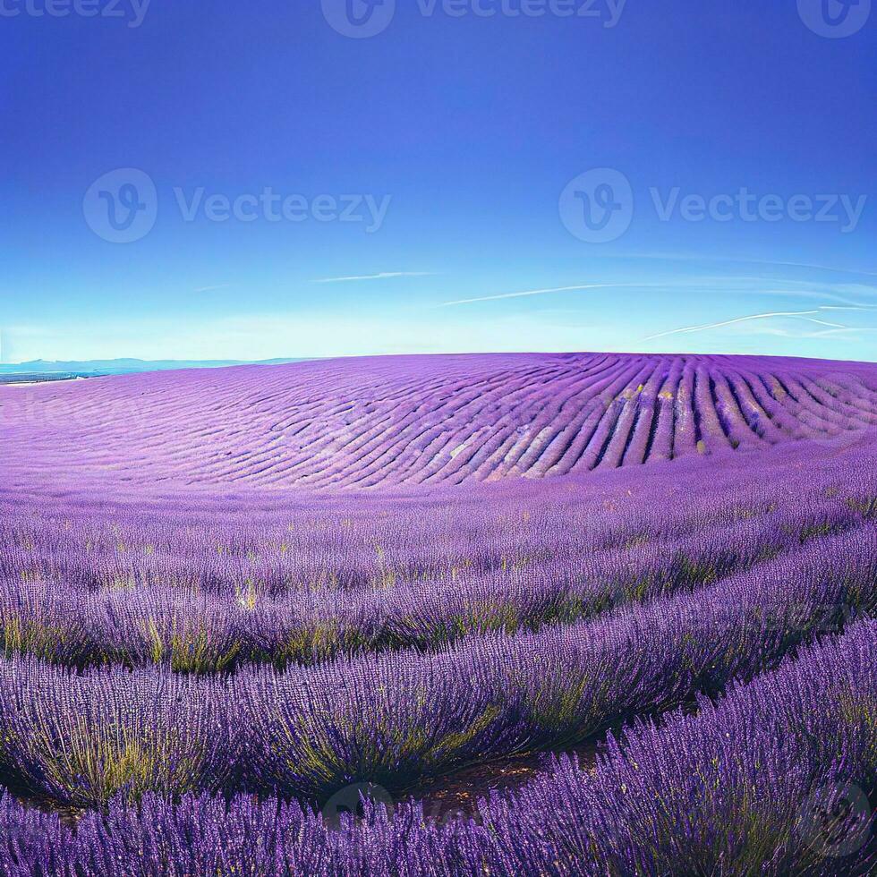 le symétrique Lignes de lavande créer une fascinant modèle dans le des champs ,ai généré photo