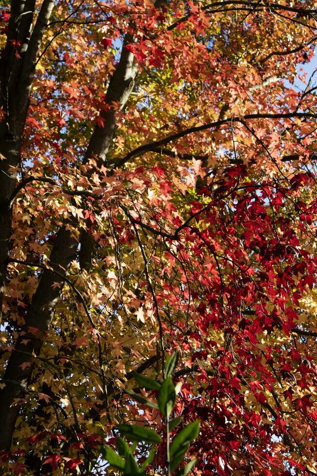 le couleurs de érable feuilles dans l'automne photo