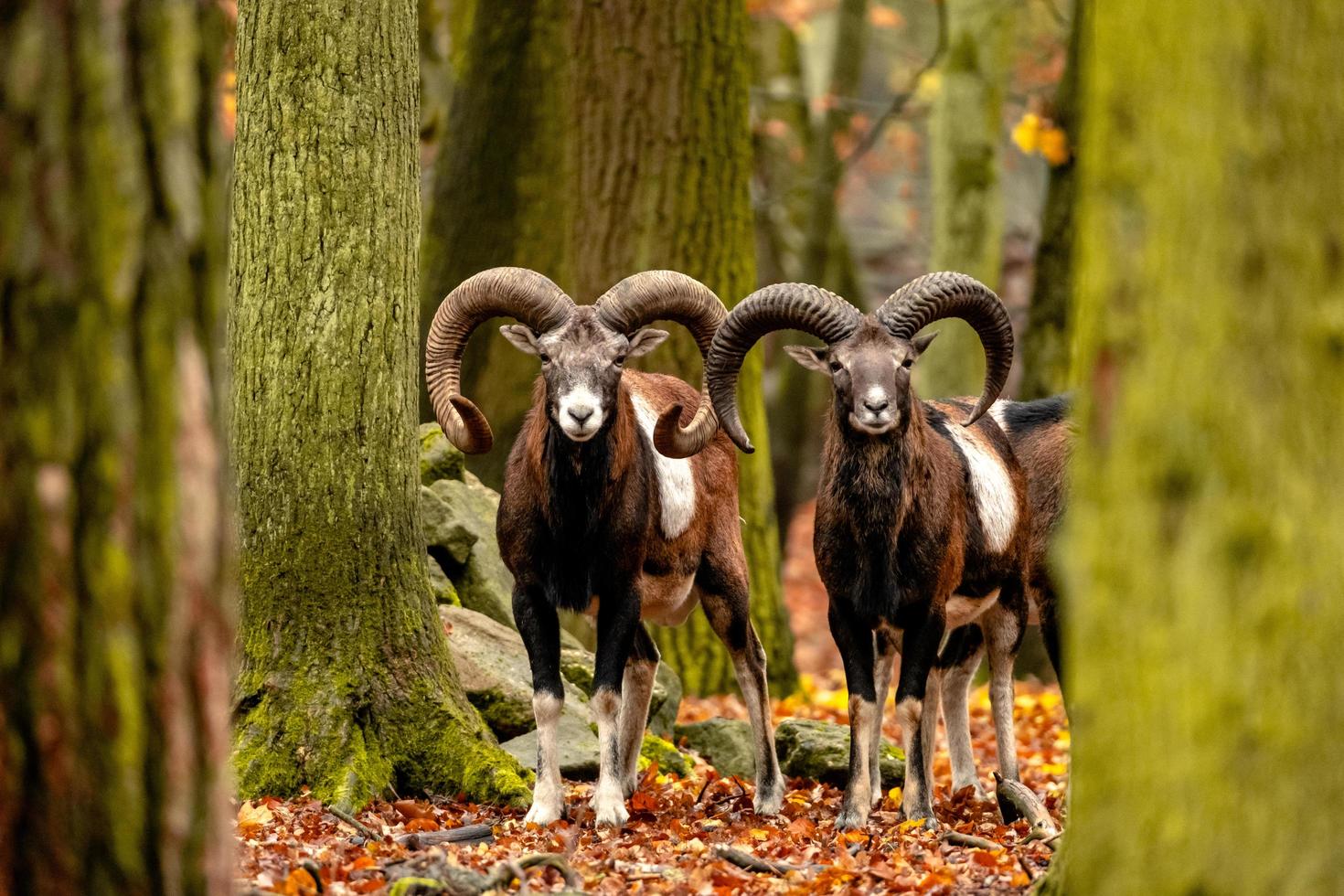 chèvres de montagne sauvages dans la forêt d'automne photo