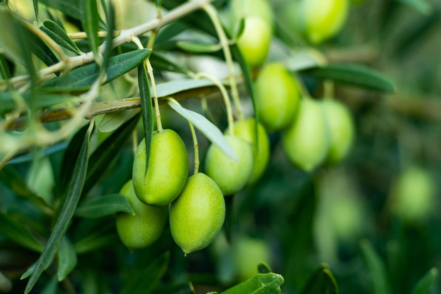 olives vertes sur une branche photo