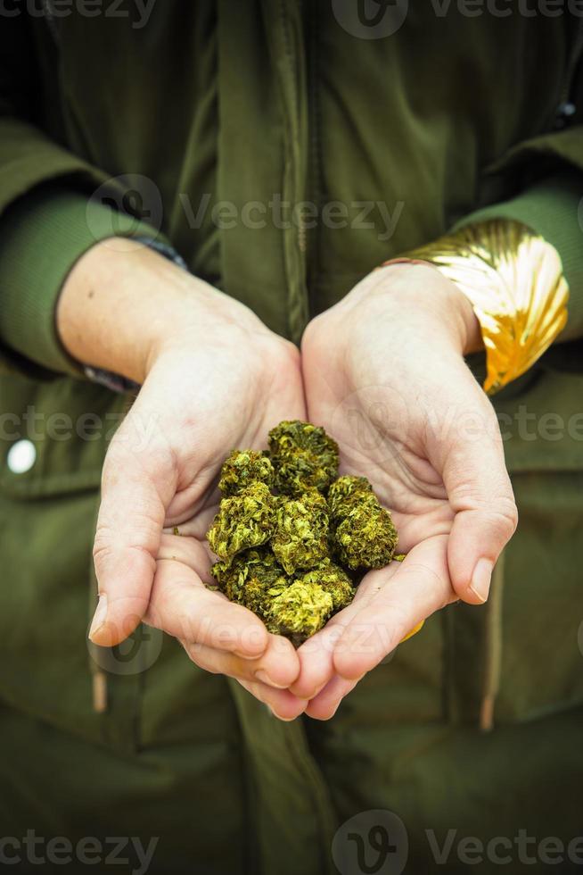 les mains tiennent des fleurs de marijuana photo
