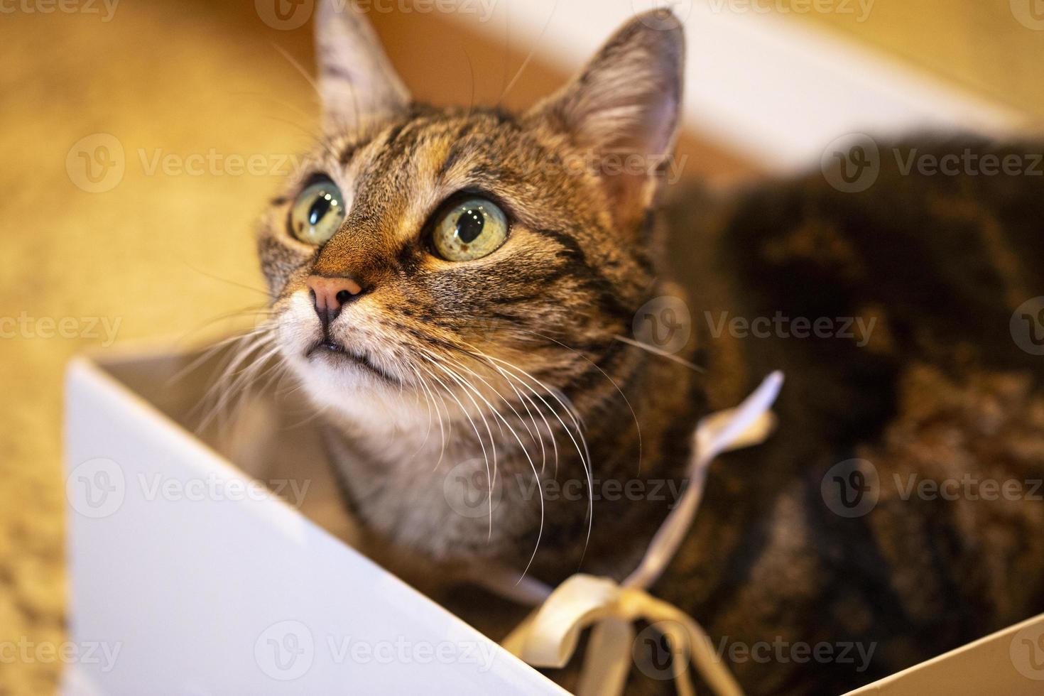 le chat mignon se repose à l'intérieur d'une boîte blanche photo