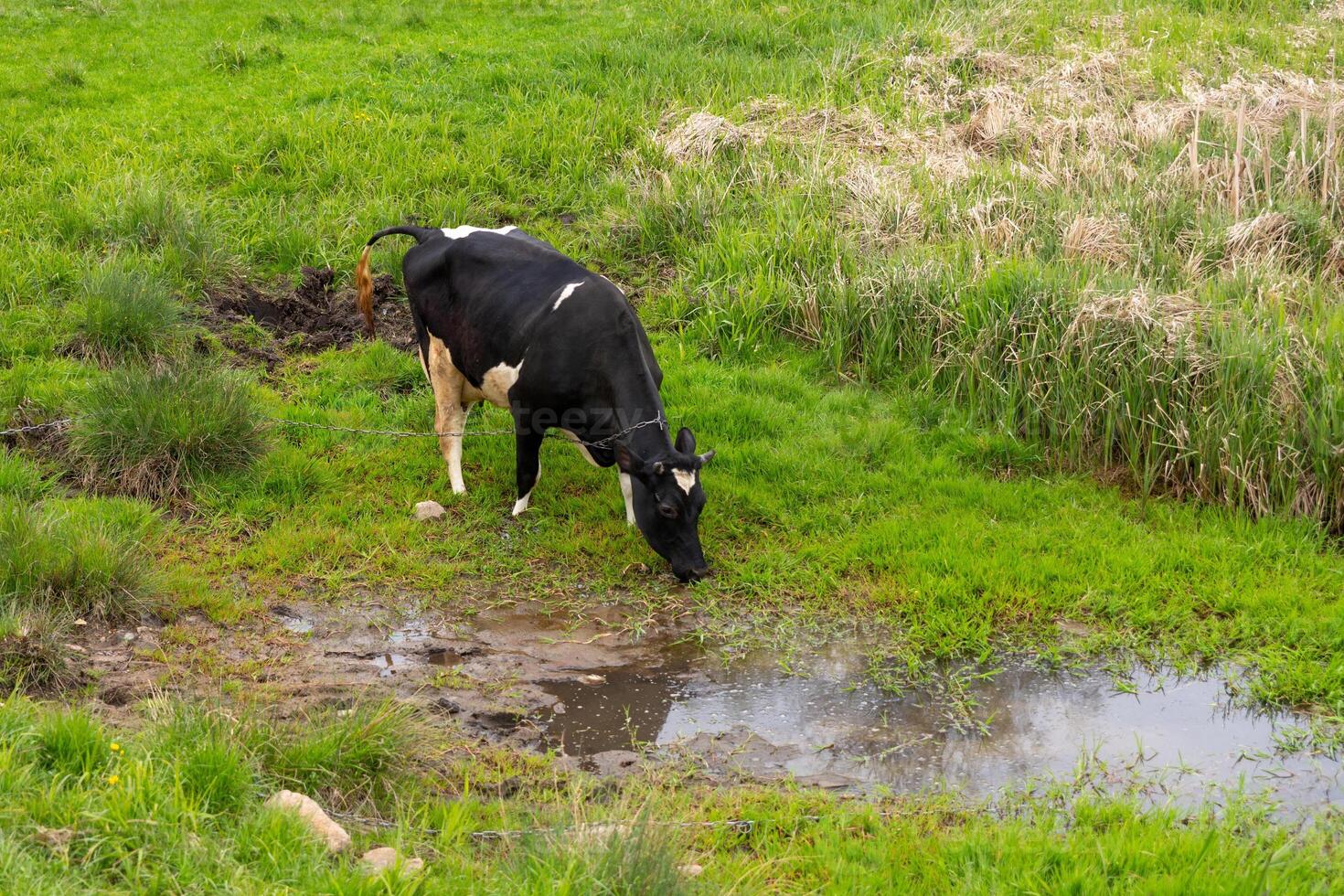 une noir et blanc vache les boissons l'eau de le rivière photo