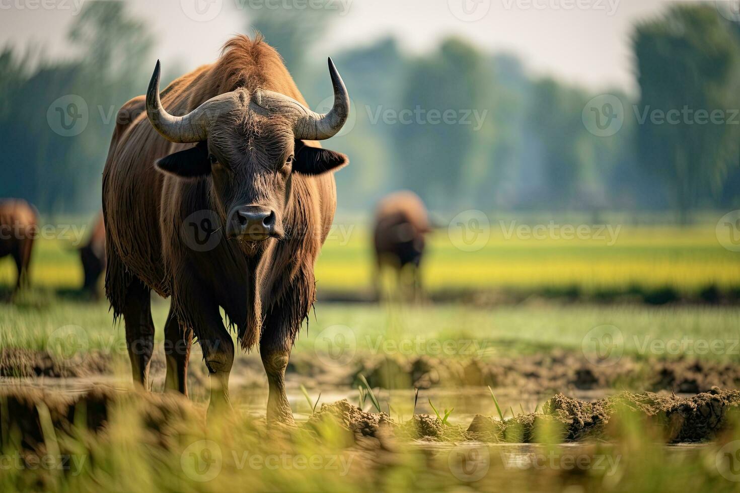 portrait buffle dans le milieu ferme avec lumière exposition photo