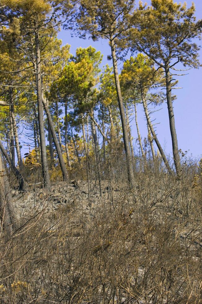 le restes de une forêt après le Feu photo