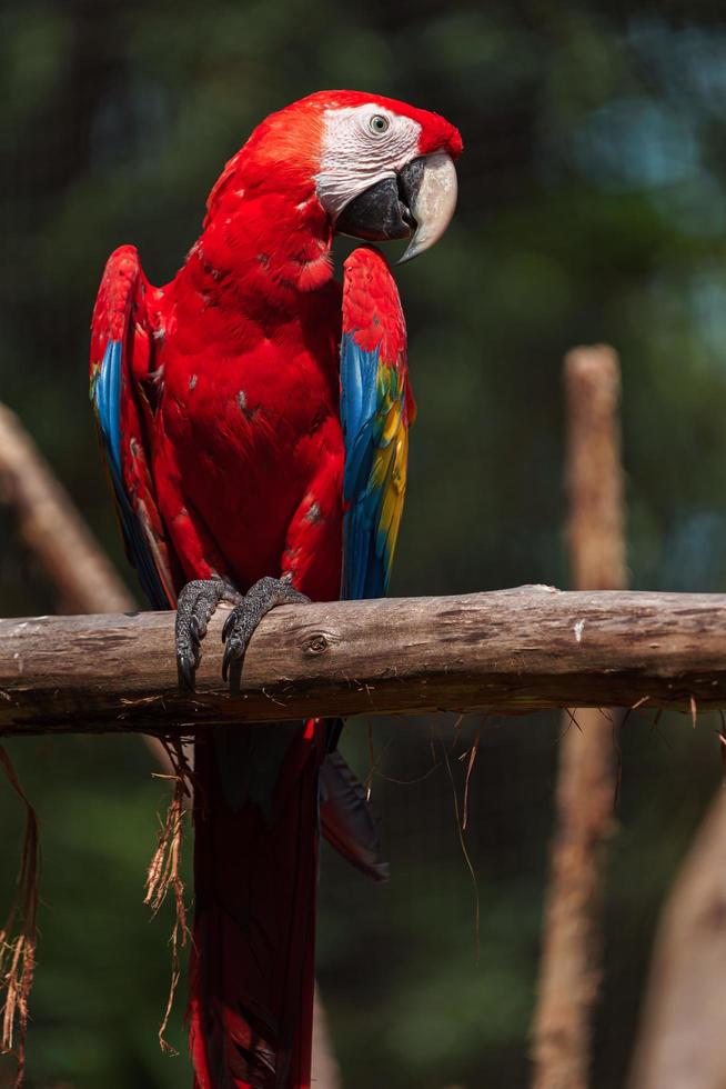 Ara rouge sur branche photo