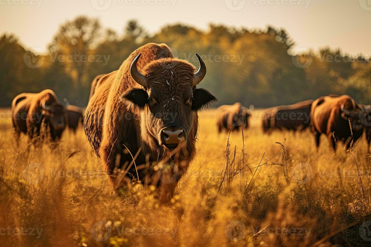 portrait buffle dans le milieu ferme avec lumière exposition photo