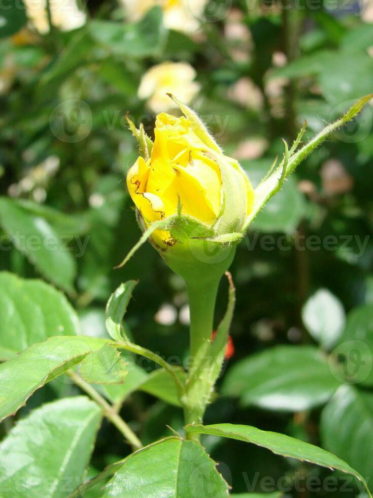 Jaune des roses sens brillant, de bonne humeur et joyeux créer chaud sentiments et fournir bonheur photo