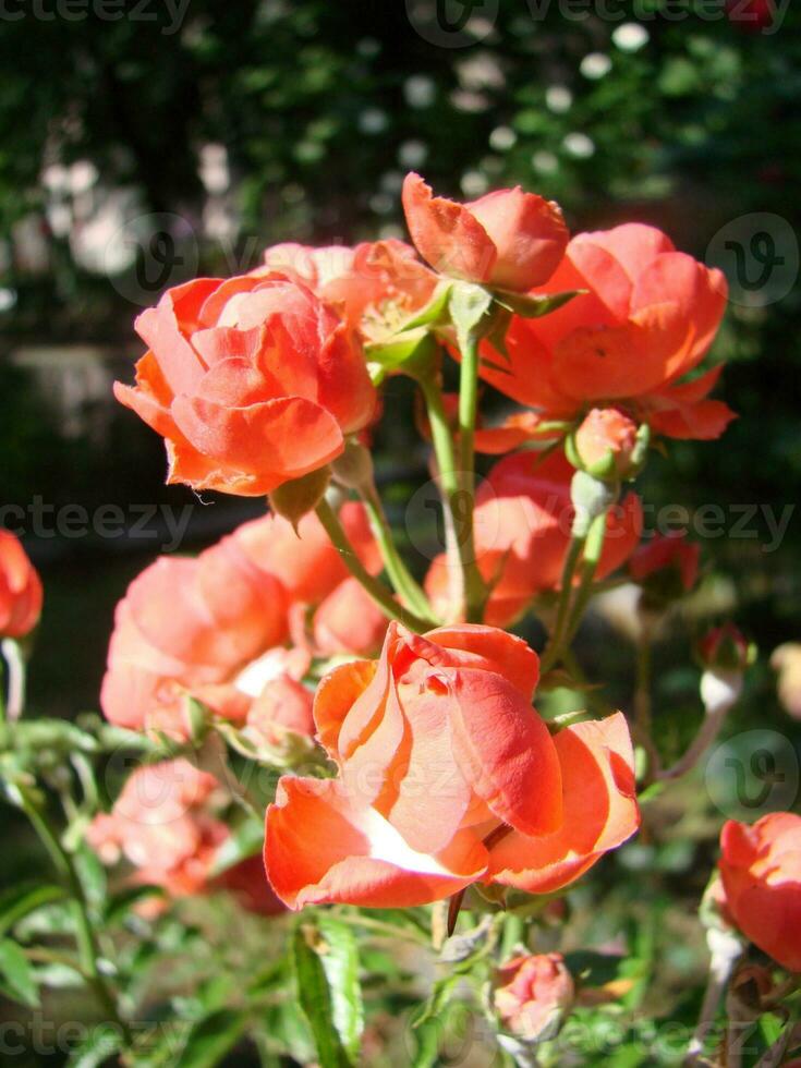 rouge des roses Contexte. texture de rouge fleurs. Haut vue sur rouge des roses. la nature beauté. photo