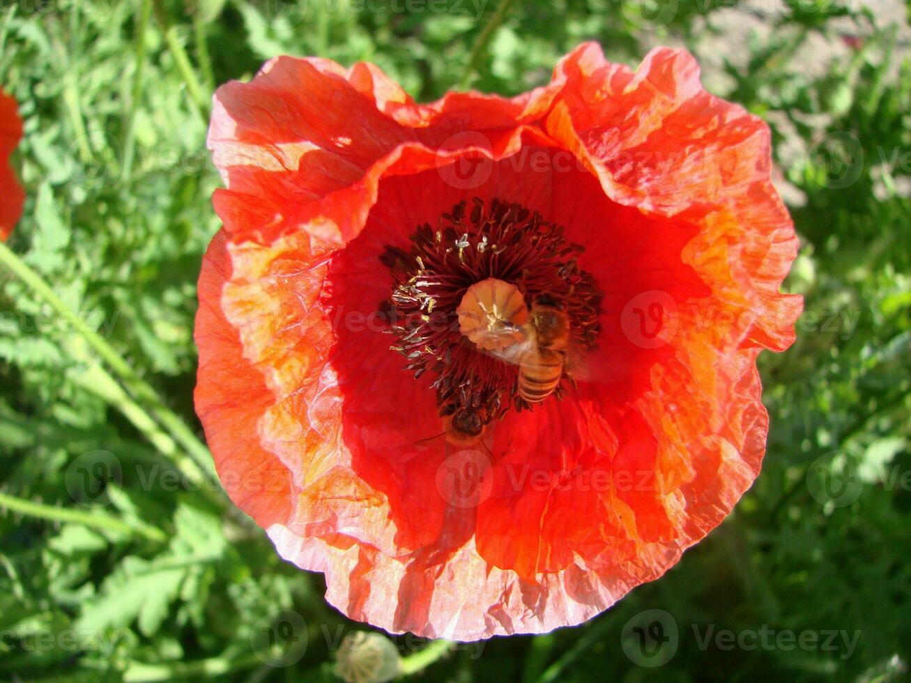 rouge coquelicot fleurs avec une abeille et blé des champs sur le Contexte. photo