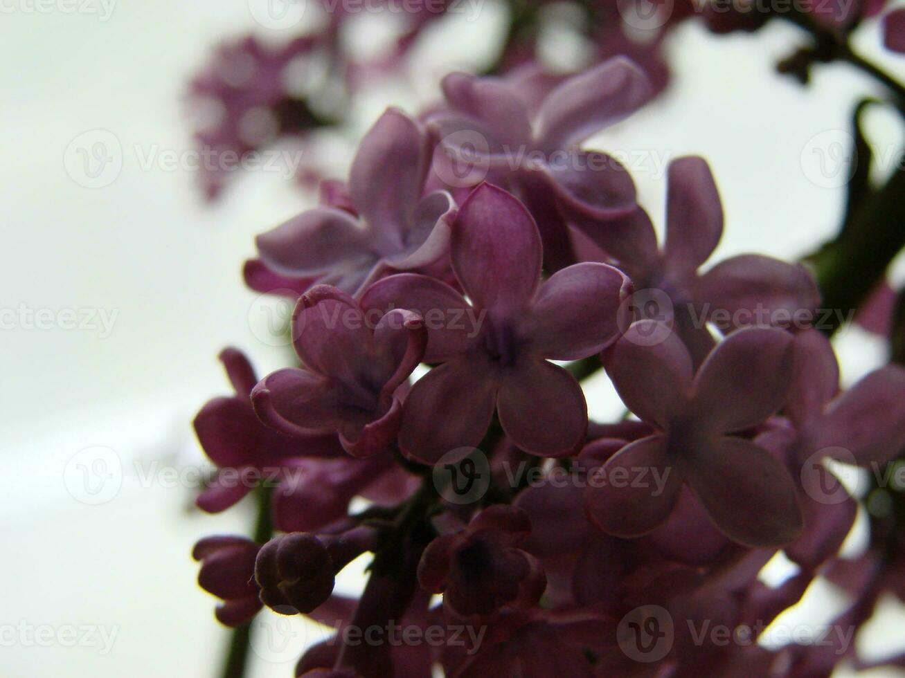 branche de violet lilas fleurs Syringa vulgaire. photo