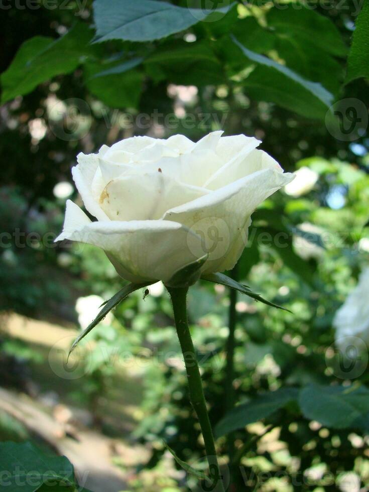 buisson blanc épanouissement Rose. croissance des roses. une lot de magnifique épanouissement des roses. bourgeons de une blanc Rose photo