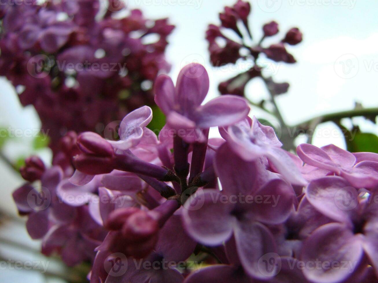 branche de violet lilas fleurs Syringa vulgaire. photo