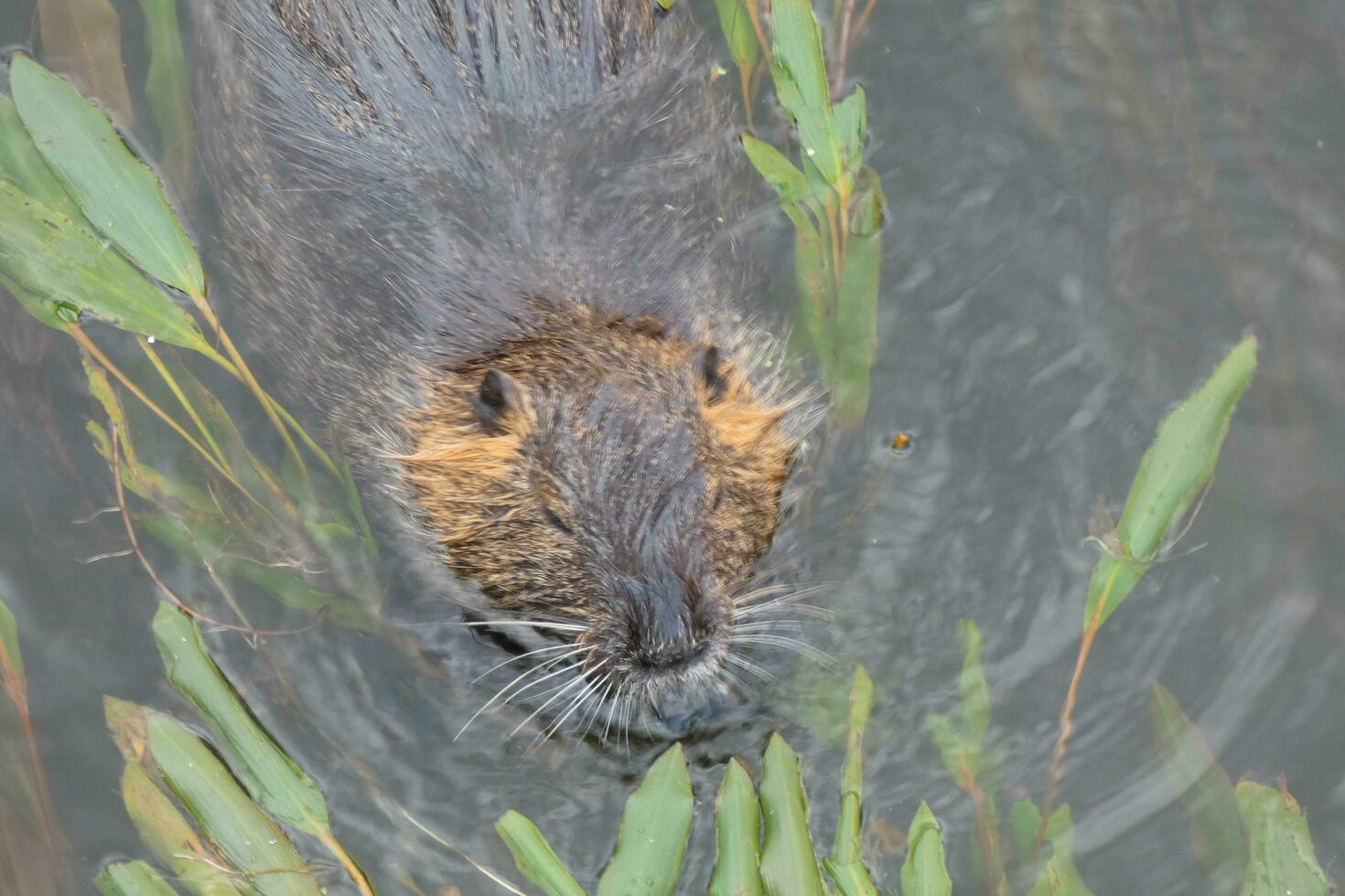 loutre dans le onyar rivière dans le centre de le ville de Gérone. photo