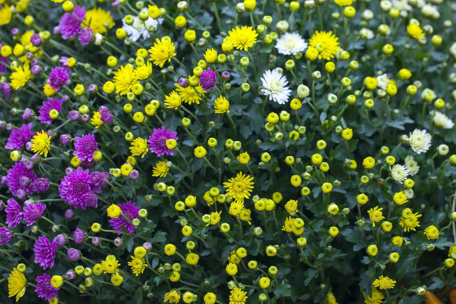 fleurs et feuilles de flore romantique vivantes colorées photo