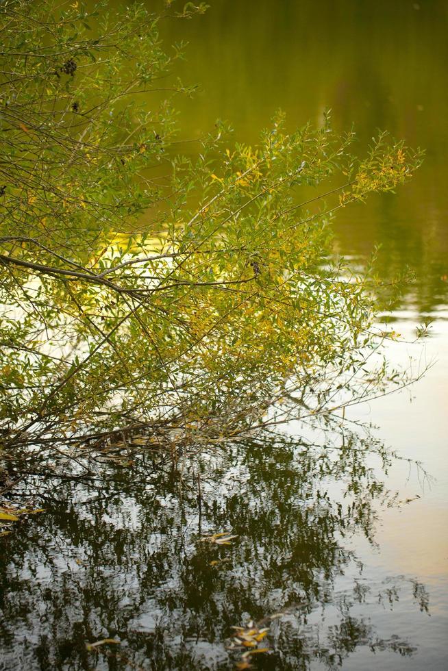 arbres saisonniers et routes nature verte dans le parc photo