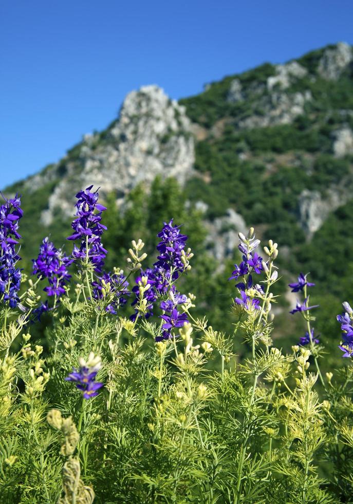 fleurs et feuilles de flore romantique vivantes colorées photo