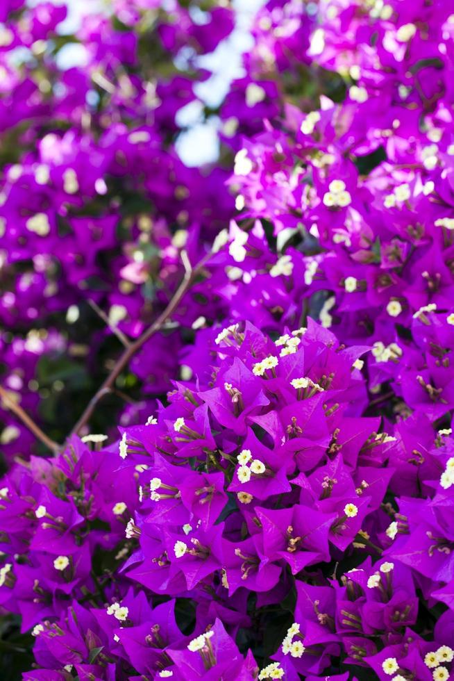 fleurs et feuilles de flore romantique vivantes colorées photo