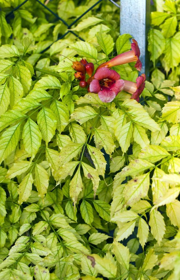 fleurs et feuilles de flore romantique vivantes colorées photo