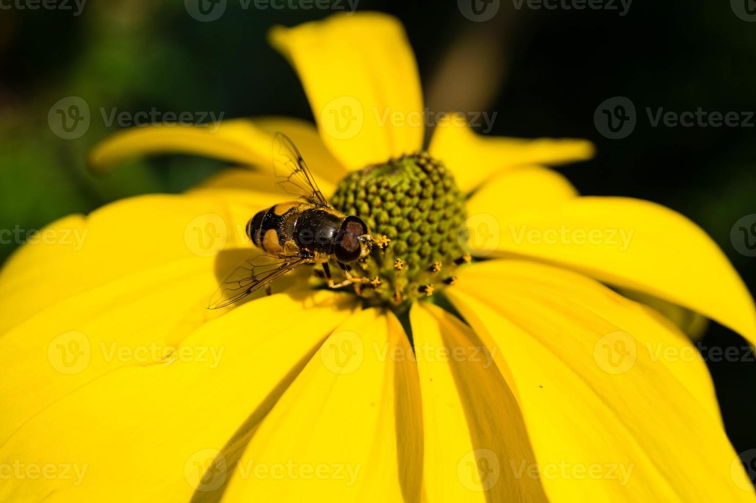 les insectes récoltent le pollen dans le jardin photo