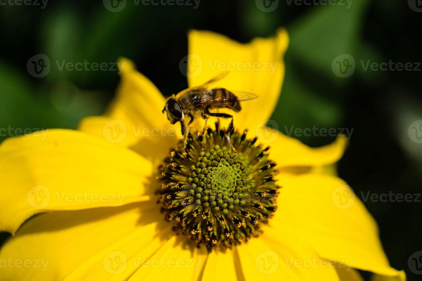 les insectes récoltent le pollen dans le jardin photo