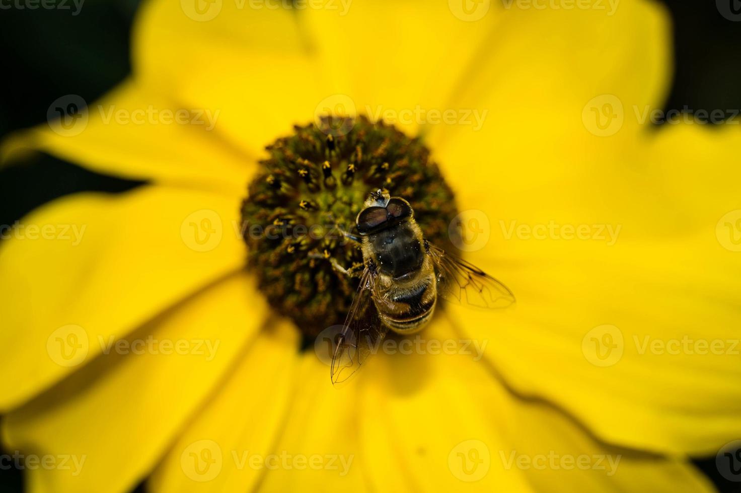 les insectes récoltent le pollen dans le jardin photo