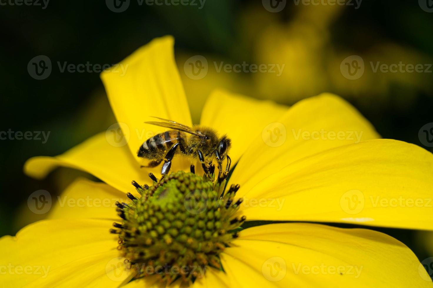 les insectes récoltent le pollen dans le jardin photo